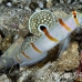 shrimpgoby_randalls_cr_hsb_r_h_0354_kom3355.jpg